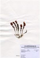 藏品(蘆筍藻)的圖片